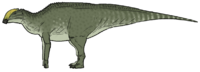 Ornatops incantatus.png