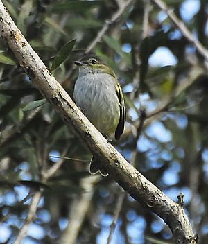 Paltry Tyrannulet.jpg