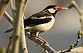 Pied Myna (Gracupica contra) (33248972795) (cropped)