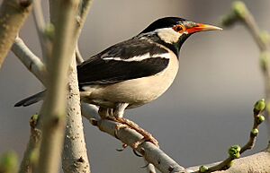 Pied Myna (Gracupica contra) (33248972795) (cropped).jpg