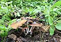 Psilocybe.caerulescens.Jalisco-2