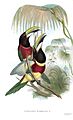 Pteroglossus bitorquatus Gould 1854