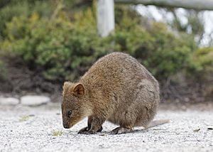 Quokka Facts for Kids