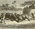 RHINOCEROS FIGHT AT BARODA from page 299 of "Cyclopedia universal history - embracing the most complete and recent presentation of the subject in two principal parts or divisions of more than six thousand pages" (1895) (14596672017)