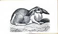 Rabbit - Oar Lop Oar-Lop Lop-Eared Lop Eared - 1862 - London Journal of Horticulture 1024x601