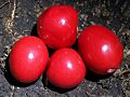 Red Fruited Ebony RBG Sydney