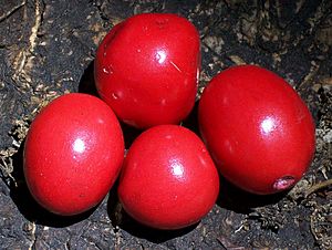 Red Fruited Ebony RBG Sydney.jpg
