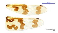Rhyothemis graphiptera male wings (34251997803)
