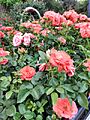Roses in the California State Capitol World Peace Rose Garden Memorial