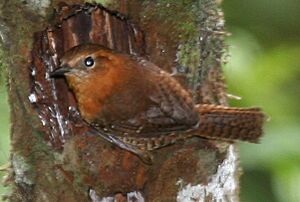 Rufous-browed Wren - cropped.jpg