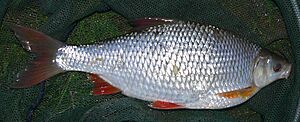 Rutilusrutilus38cm 2143x1060