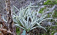 San Gabriel Mountains dudleya imported from iNaturalist photo 2825460 on 21 December 2021