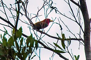 Scarlet-hooded Barbet - Manu NP 9370 (16221000918).jpg