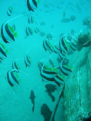 Schooling bannerfish