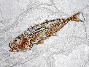 Scombridae - Scomber japonicus