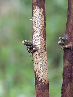 Septocyta ruborum at blackberry, bruine stengelvlekkenziekte op braam (1).jpg