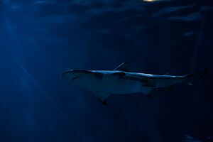 Shedd Aquarium, Chicago, United States (Unsplash)