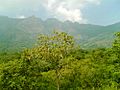 Shenbagathoppu