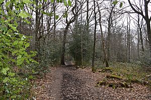 Sherrardspark Wood 5.JPG