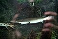 Shortnose Gar (Lepisosteus platostomus)