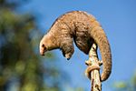 Silky Anteater.jpg