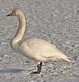Singschwan