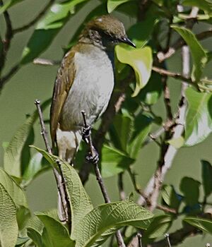 Slender-billedGreenbul.jpg