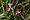 Agalinis paupercula, smallflower false foxglove, Washington Island