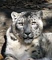Snow Leopard Louisville Zoo
