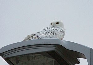 Snowy Owl, Gerald R. Ford Int'l Airport, Grand Rapids, MI, 5 December 2013 (11230541096)