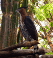 Spizaetus ornatus crop