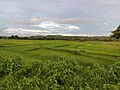 St. Monique Valais Paddy Field