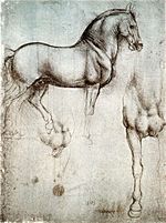 Study of horse