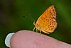 Swamp Metalmark butterfly - Calephelis muticum (14138783918).jpg