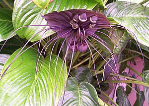 Tacca chantrieri172799839