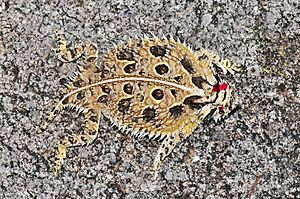 Texas Horned Lizard, Aguirre Springs Rd, Las Cruces, NM 88011, USA imported from iNaturalist photo 178115678