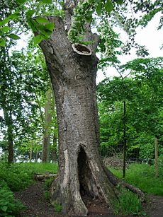 The Poem Tree, Wittenham Clumps