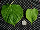 Tilia platyphyllos and T. cordata leaf comparison