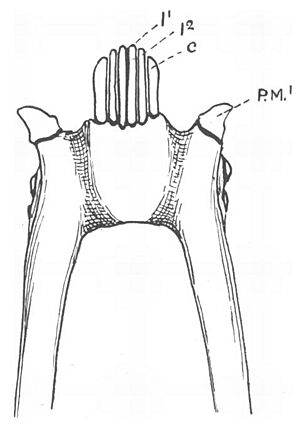 Toothcomb - Jones 1918