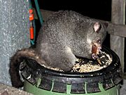 Gray possum