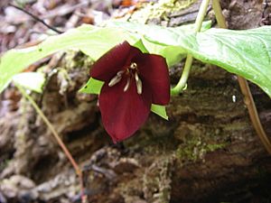 Trillium vaseyi, The Sugarlands, Great Smoky Mountains National Park, Tennessee - 20070326.jpg