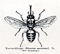 Tsetsemeyers1880