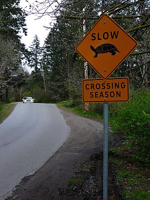 Turtle crossing sign, April 2010