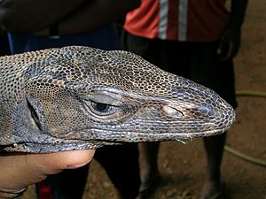 Bengal Monitor - Facts, Diet, Habitat & Pictures on