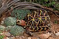 Western 'Namaqualand' tent tortoise
