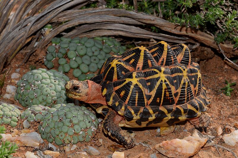 Western 'Namaqualand' tent tortoise