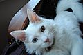 White Turkish Angora cat with "odd eyes"