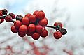 Winterberry Holly Ilex verticillata 'Winter Red' Berries