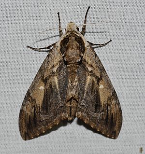 - 7786 – Ceratomia amyntor – Elm Sphinx Moth (43246522724).jpg