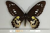 013605272 Ornithoptera rothschildi dorsal female Syntype